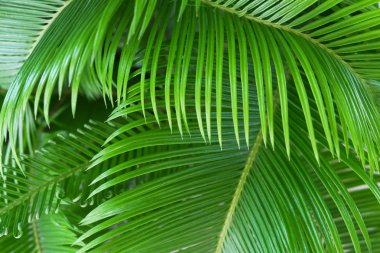 Görünümü Kapat parlak palmiye yaprakları