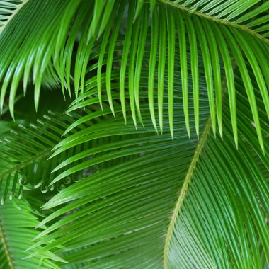 Görünümü Kapat parlak palmiye yaprakları