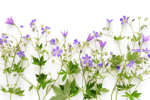 Composición Floral Campanillas Violetas Flores Silvestres Aisladas Sobre Fondo Blanco — Foto de Stock