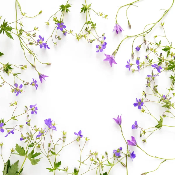 Moldura Floral Flores Violetas Flores Silvestres Isoladas Fundo Branco — Fotografia de Stock