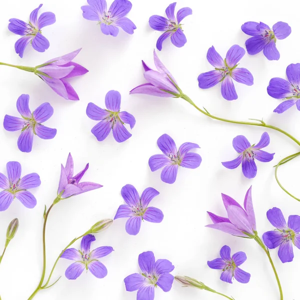 Padrão Sem Costura Flores Silvestres Violetas Flores Sino Isolado Fundo — Fotografia de Stock