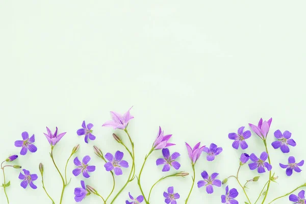Borda Floral Feita Flores Violetas Flores Silvestres Fundo Verde Pastel — Fotografia de Stock