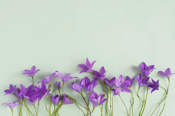 Frontera Floral Botones Violetas Sobre Fondo Verde Pastel — Foto de Stock