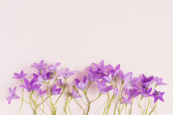 Floral Rand Gemaakt Van Violet Bellflowers Pastel Roze Achtergrond — Stockfoto