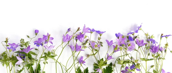 Sınır bellflowers ve beyaz arka plan üzerinde izole mor çiçekler
