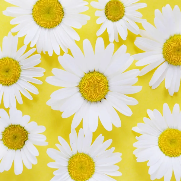 Parlak sarı zemin üzerine olgun chamomiles