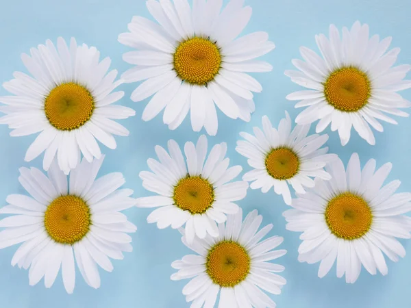Pastel mavi zemin üzerine taze beyaz chamomiles