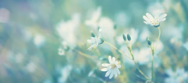 Bulanık Doğal Zemin Üzerine Beyaz Kır Çiçekleri Görünümü Kapat — Stok fotoğraf