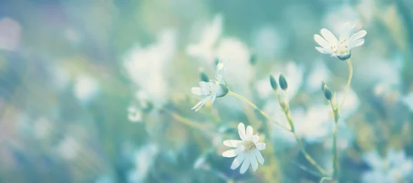 Fechar Vista Flores Silvestres Brancas Sobre Fundo Natural Desfocado — Fotografia de Stock