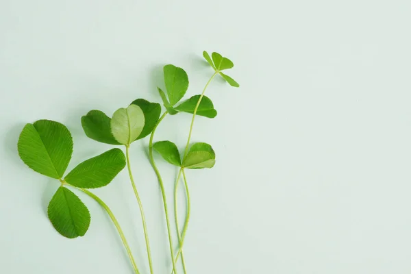 Fresh Green Leaves Long Stems Pale Green Background — Stock Photo, Image