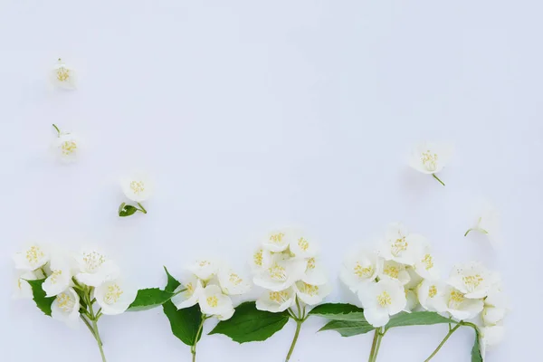 Rand Van Jasmijn Bloemen Geïsoleerd Witte Achtergrond — Stockfoto