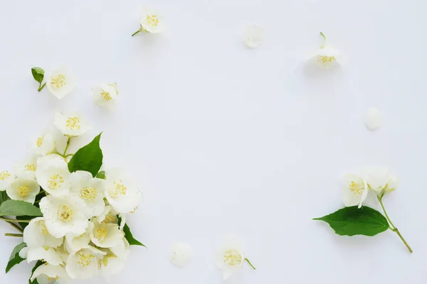 Yasemin çiçekleri beyaz arka plan üzerinde izole kare yapılmış