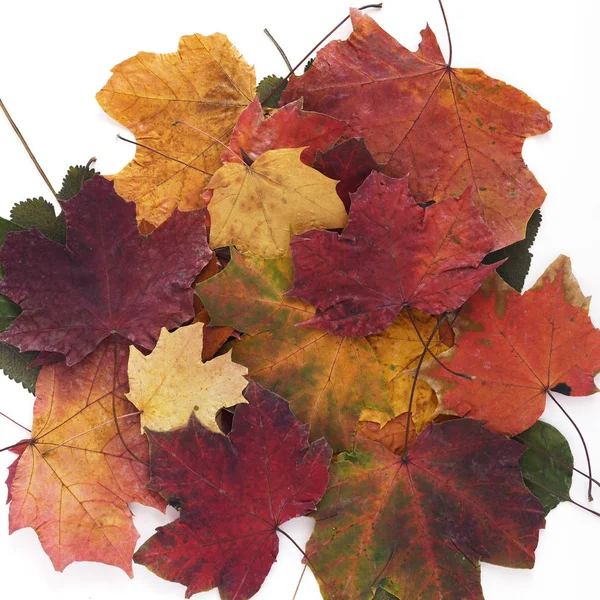 Close view of maple leaves pile