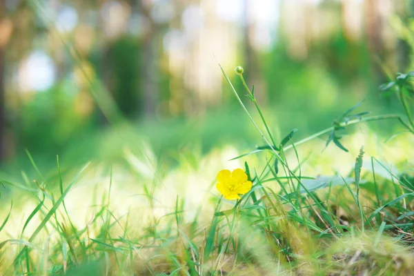 Łąka Zieloną Trawą Polnymi Kwiatami — Zdjęcie stockowe