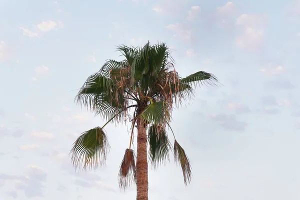 曇り空を背景に背の高いココナッツ — ストック写真