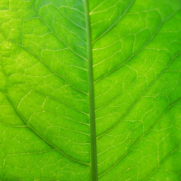 Macro Shot Green Leaf Tiny Streaks Stock Photo