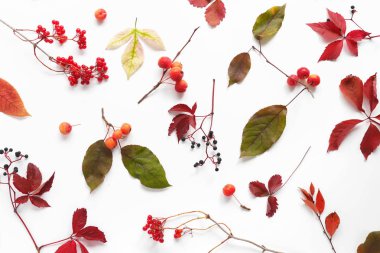 Üstten görünüm sonbaharın meyveleri ile beyaz zemin üzerine bırakır.