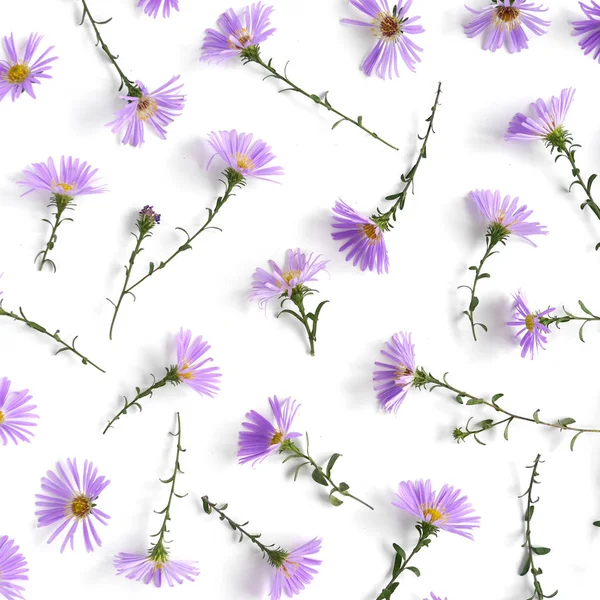 Flores Margarita Púrpura Patrón Natural Sin Costuras — Foto de Stock