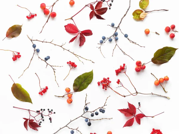 Top View Autumn Leaves Berries White Background — Stock Photo, Image