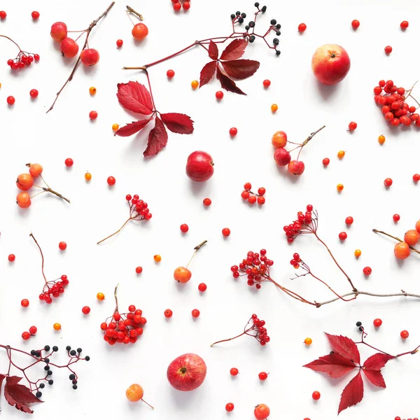 Top View Autumn Leaves Berries White Background — Stock Photo, Image