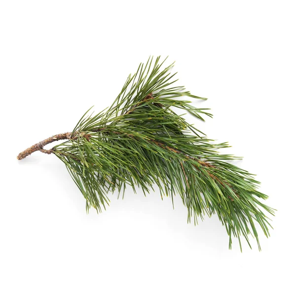Evergreen Fir Twig Isolerad Vit Bakgrund — Stockfoto