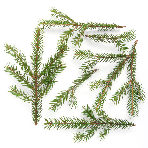 evergreen fir twigs isolated on white background
