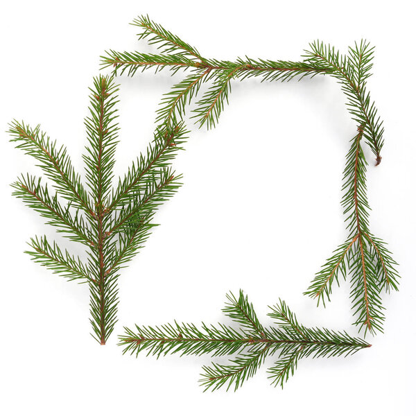 Composition of evergreen fir twigs with copyspace