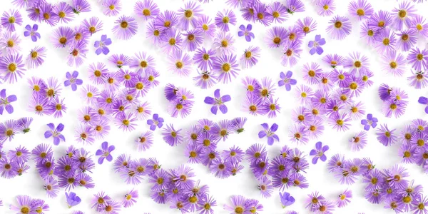 Purple Daisy Flowers Natural Seamless Pattern — Stock Photo, Image