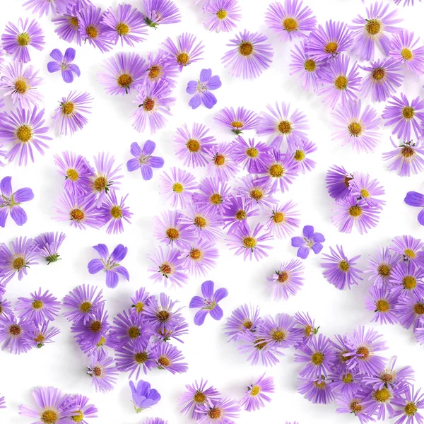 Фиолетовые Ромашки Закрывают Естественный Бесшовный Узор — стоковое фото