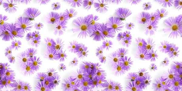 Flores Margarida Roxas Padrão Sem Costura Natural — Fotografia de Stock