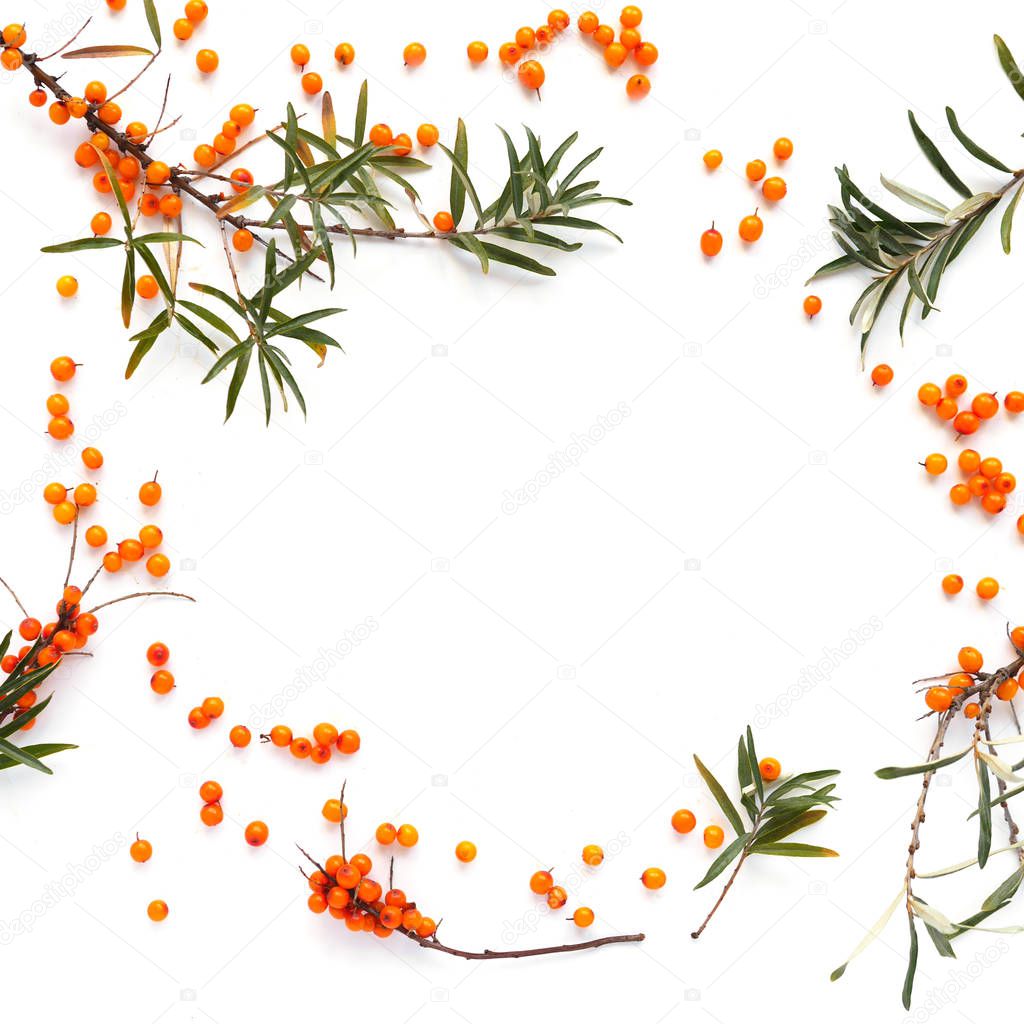 Fresh ripe Sea buckthorn berries with leaves isolated on white