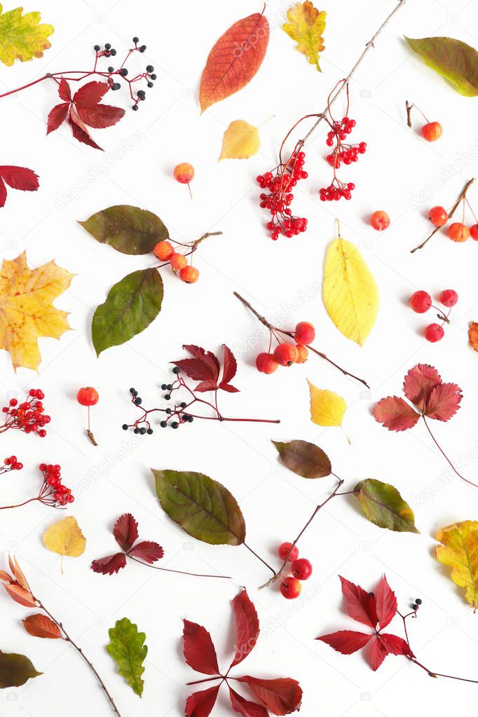 Top view of autumn leaves with berries on white background