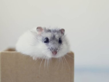 Sevimli beyaz hamster karton bir kutudan dışarı bakıyor.