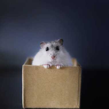 Sevimli beyaz hamster karton bir kutudan dışarı bakıyor.