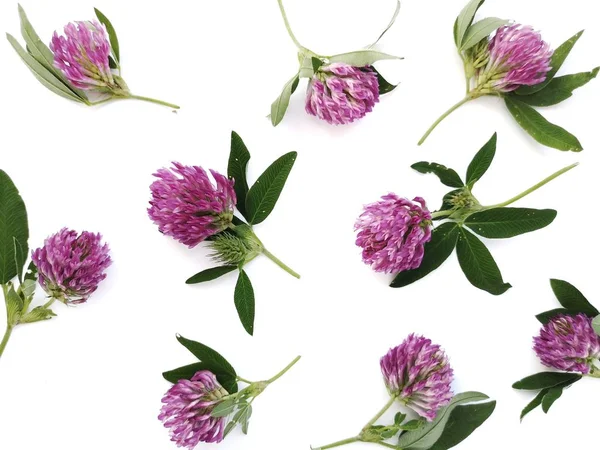 Chytré Květiny Izolované Bílém Pozadí Horní Pohled Ploché Rozvržení — Stock fotografie