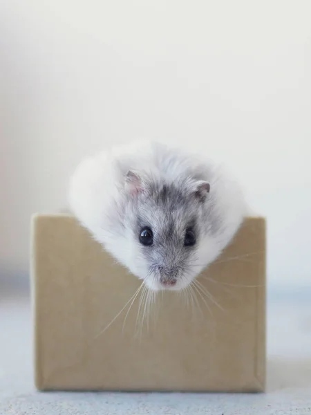 Sevimli Beyaz Hamster Karton Bir Kutudan Dışarı Bakıyor — Stok fotoğraf