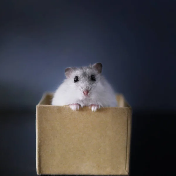 Schattig Wit Hamster Gluurt Uit Een Kartonnen Doos — Stockfoto