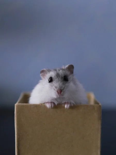 Bonito Hamster Branco Espreita Fora Uma Caixa Papelão — Fotografia de Stock