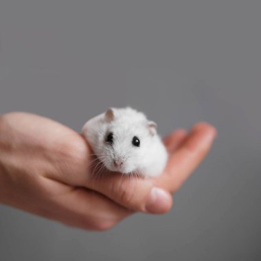 İnsan eli küçük şirin bir hamster tutuyor.