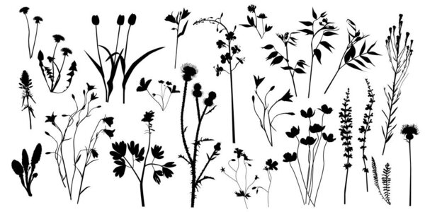 various flowers and plants silhouettes, vector illustration 
