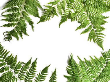 beyaz arkaplanda yeşil yapraklar izole