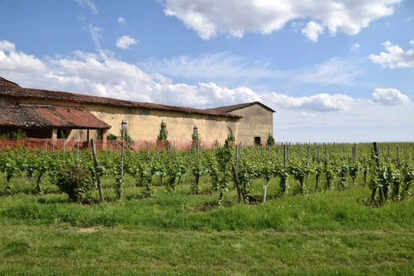 Una antigua granja rodeada de su viñedo en Franciacorta - It —  Fotos de Stock