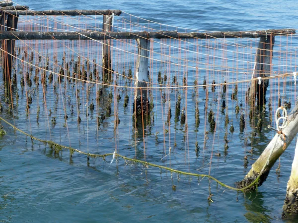 Detalle de una granja de mejillones en la laguna veneciana - Italia —  Fotos de Stock