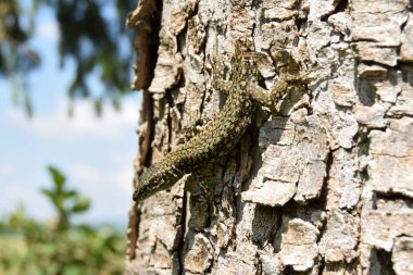 Kuyruğu olmayan kertenkele