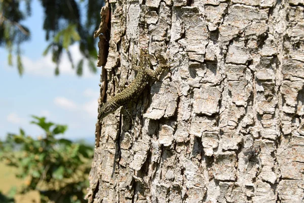 Un lagarto sin cola después de una pelea con un depredador — Foto de Stock