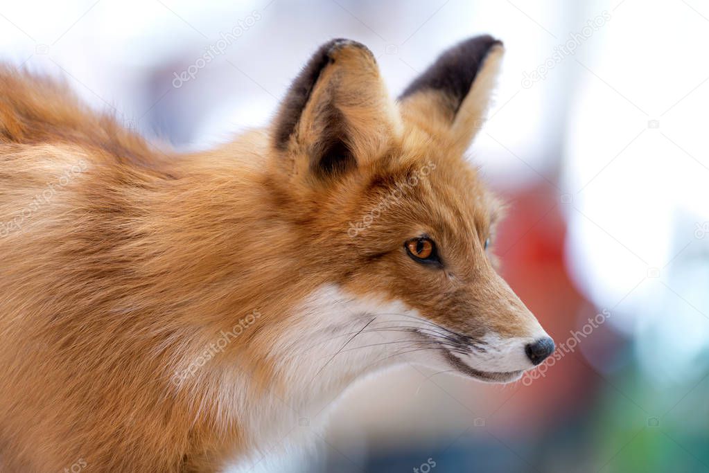 Close up of a Red and White Fox, side view