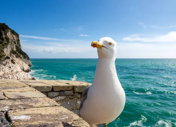 Racek na útesu - Ligurie Itálie — Stock fotografie