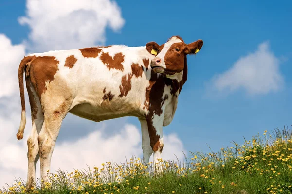 Vit Och Brun Kalv Sommarbete Med Grönt Gräs Gula Blommor — Stockfoto