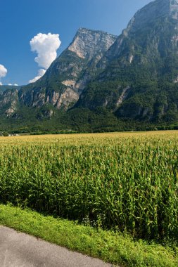 Dağ, Valsugana (Sugana Valley) yeşil mısır tarlasında. Trentino Alto Adige, İtalya, Europe
