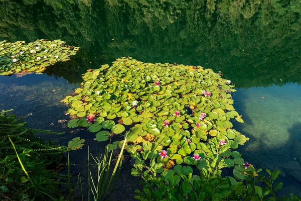 Lilie Wodne Kwiatami Jeziora Levico Jezioro Alpejskie Levico Terme Trentino — Zdjęcie stockowe